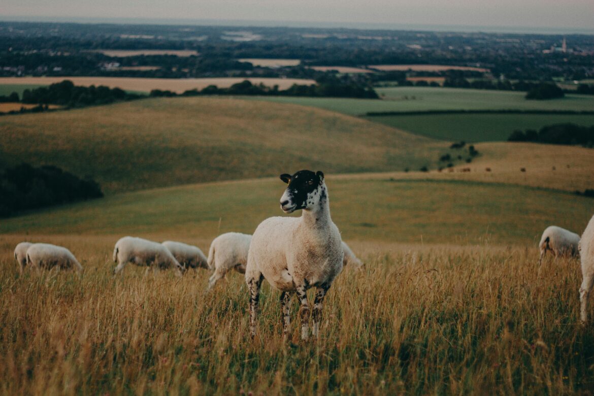 Des animaux transhumants.
