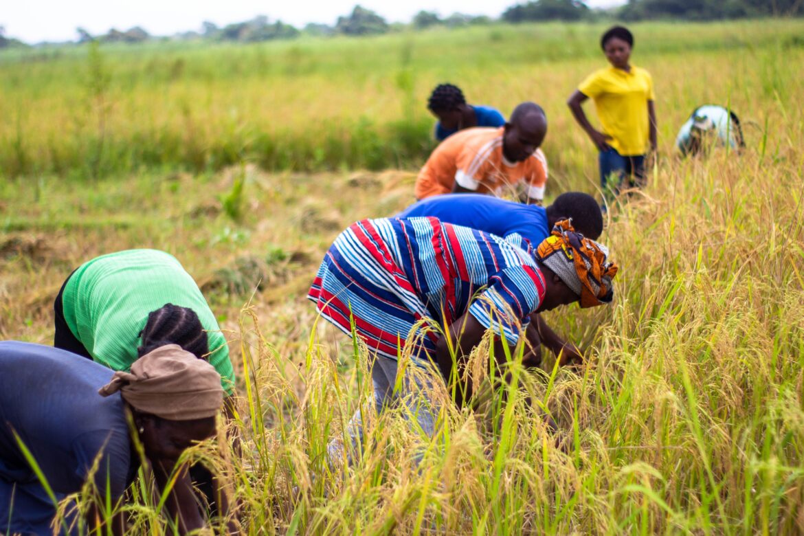 Agriculture au Mali