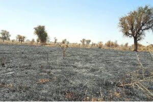 Mali : Quand les violences consument les terres et les vies Champ complétement brûlé à quelques mètres du village. Crédit Photo - Dioro Cissé