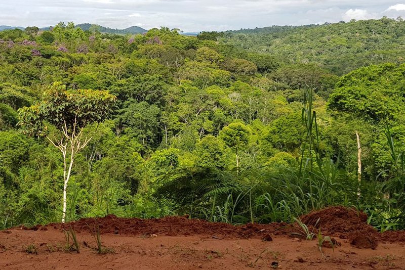 Forêt classée de Koulouba