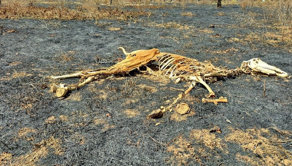 Carcasse d’un animal retrouvé mort sur les terres brulées. Crédit Photo : Dioro Cissé